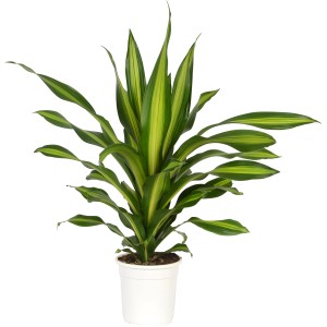 Dracena Burley (Dracaena fragrans) in vaso, foglie verdi con striature gialle.