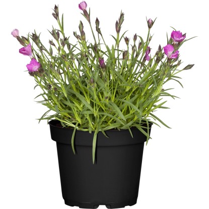 Dianthus Plumarius Kahori H30 x vaso Ø 13 cm