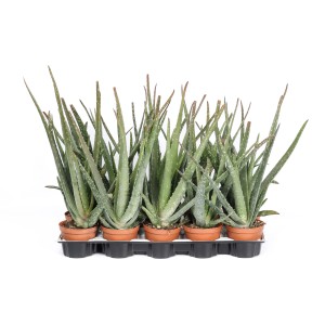 Molteplici piante di Aloe Vera in vaso su un vassoio. Piante grasse per la tua casa.