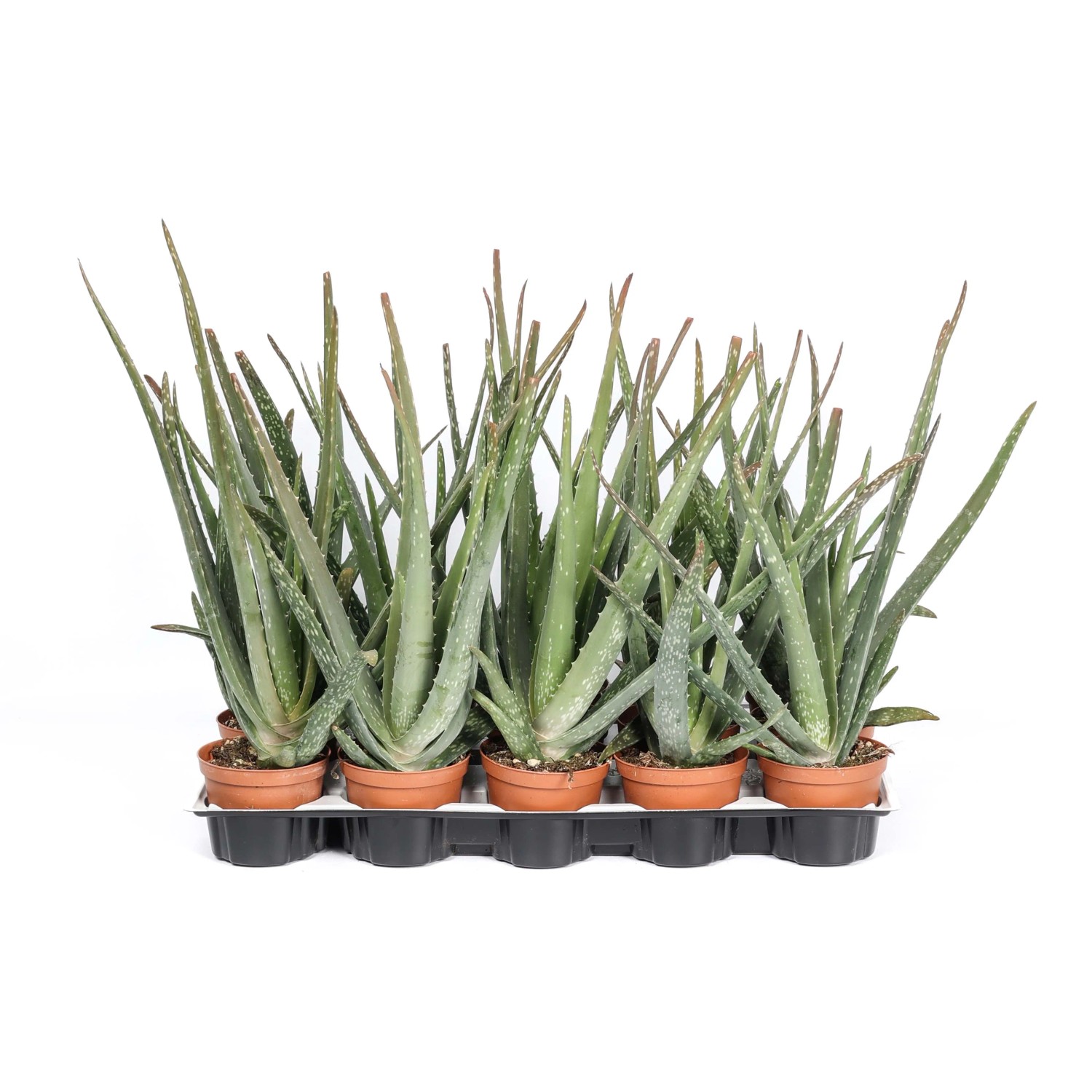 Aloe vera Piante grasse vaso  10,5 cm acquista da OBI