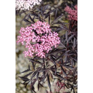 Pianta perenne a fogliame scuro in fiore con fiori rosa.