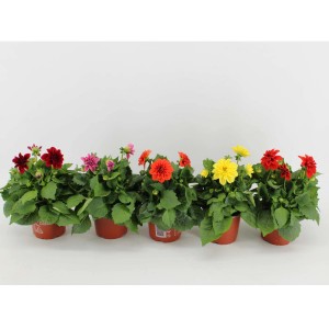 Dalie di vari colori come piante primaverili in vaso.