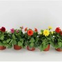 Dalie di vari colori come piante primaverili in vaso.