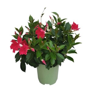 Pianta fiorita t.b.t. con fiori rossi in vaso.
