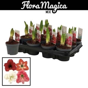 Mix di bulbi di Amaryllis in vassoio, vari colori. Piante da interno fiorite per l'inverno.