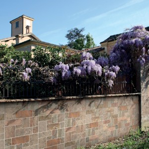 Muro con piastrelle da rivestimento t.b.t. e glicine in fiore all'esterno.