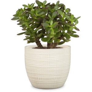 Scheurich vaso per piante 866 Vainilla, Ø 19 cm, con pianta verde per interni.