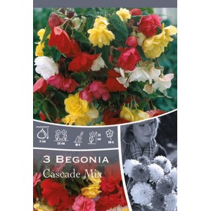 Colorato mix di Begonia Cascade, ideale per fioriere e cesti appesi.