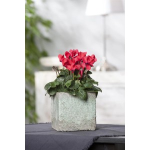Ciclamino rosso "Midi" in vaso (circa 10,5 cm Ø) come pianta d'appartamento.