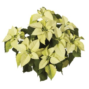 Stella di Natale (Poinsettia) color crema chiaro con foglie verdi.