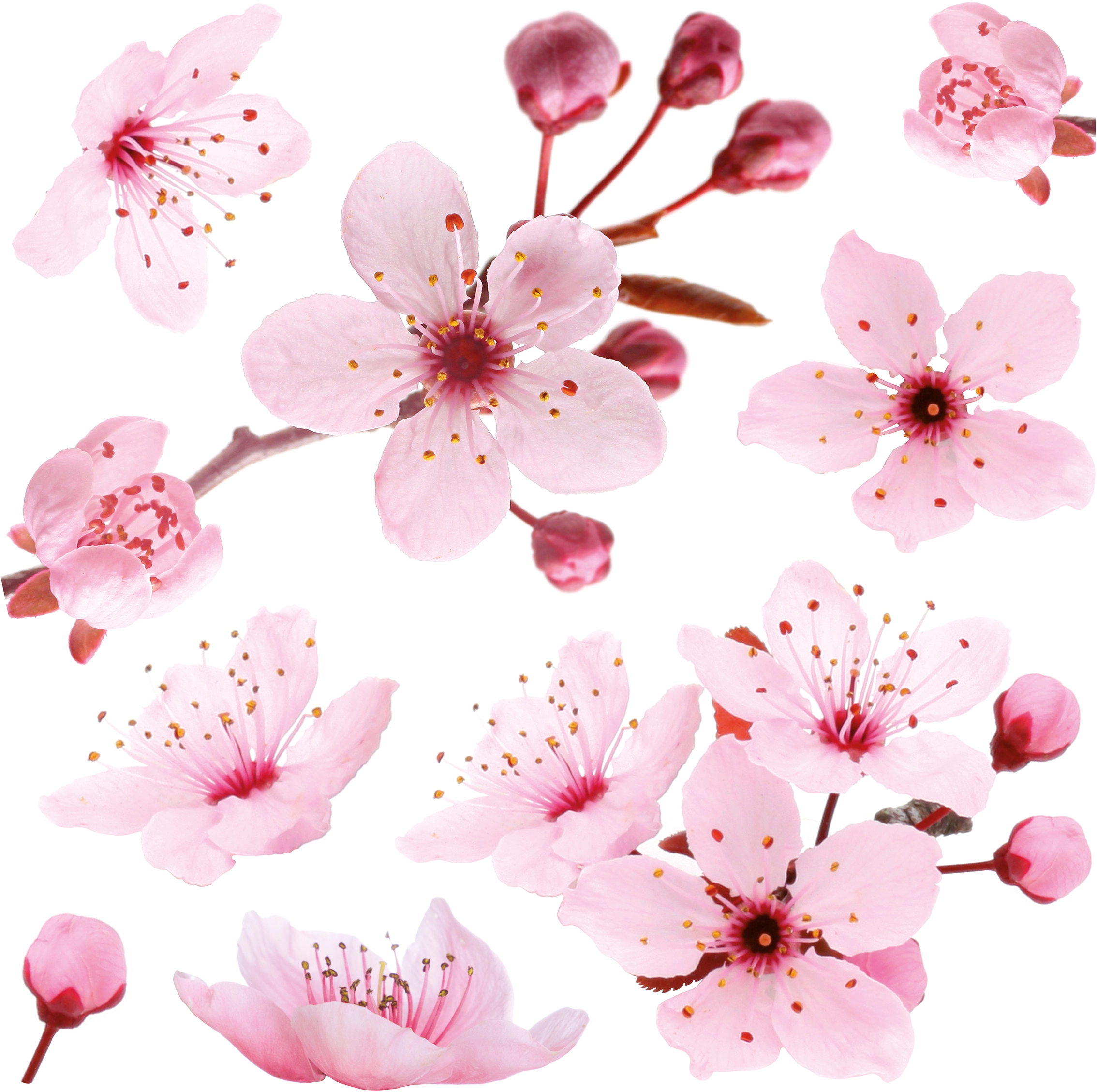 Sticker decorativo specchio fiore rosa