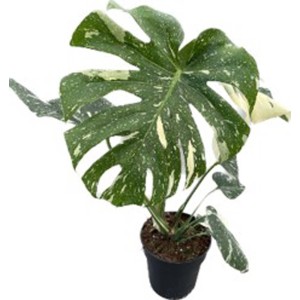 Monstera da interno con foglie verdi e bianche in vaso.