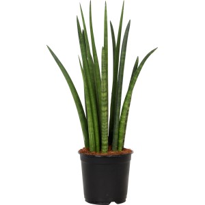 Sansevieria cylindrica in vaso nero, pianta d'appartamento robusta e facile da curare.
