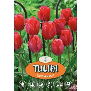Tulipani rossi Lady van Eijk in aiuola, fiori primaverili per giardino e balcone.
