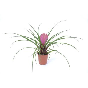 Tillandsia Cyanea Vaso 5,5 cm