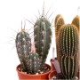 Cactus colonnari Mix vaso Ø 17 cm_4