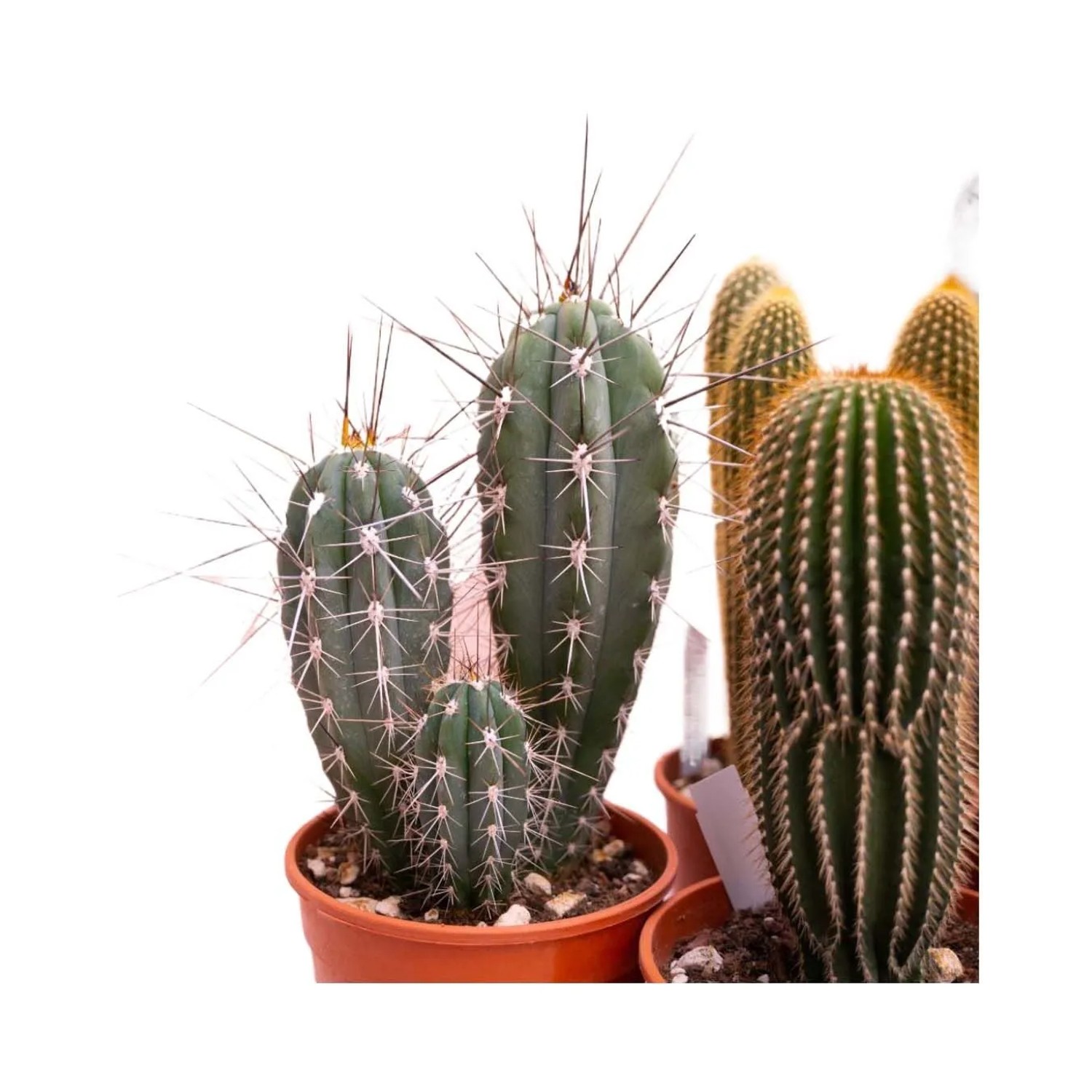Cactus colonnari Mix vaso Ø 17 cm_4