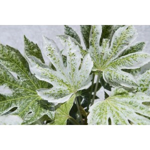 Arbusto t.b.t. con grandi foglie variegate bianche e verdi.