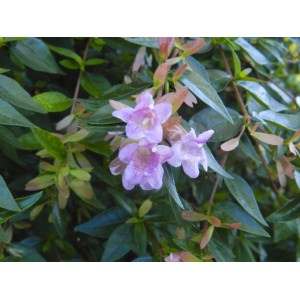 Arbusto t.b.t. in fiore con delicati fiori viola chiaro e foglie verdi.
