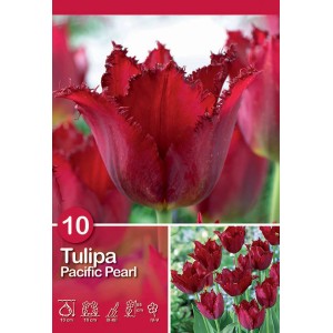 Bulbo di tulipano frangiato rosso scuro Pacific Pearl per aiuole e vasi.