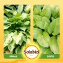 Esca granulare Lumachicida Bio pronto uso 200 g_5