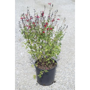 Arbusto t.b.t. con fiori rossi in vaso.