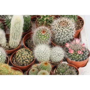 Vari cactus in vaso, compresi esemplari fioriti.