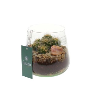 Piccolo cactus in vetro con pietre e terra, pianta d'appartamento.