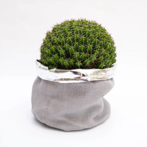 Cactus sferico in vaso di tessuto grigio con bordo argentato.