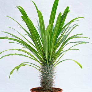 Cactus 't.b.t.' in vaso, con foglie verdi e fusto spinoso.