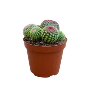 Echinocereus rigidissimus rubrispinus Cactus vaso Ø 12 cm