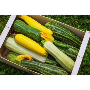 Zucchine di vari colori (Ortaggi da frutto) in scatola di legno su erba.