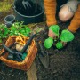 Persona che pianta una piantina con la cazzuola Fiskars. Attrezzi da giardinaggio nel cesto.