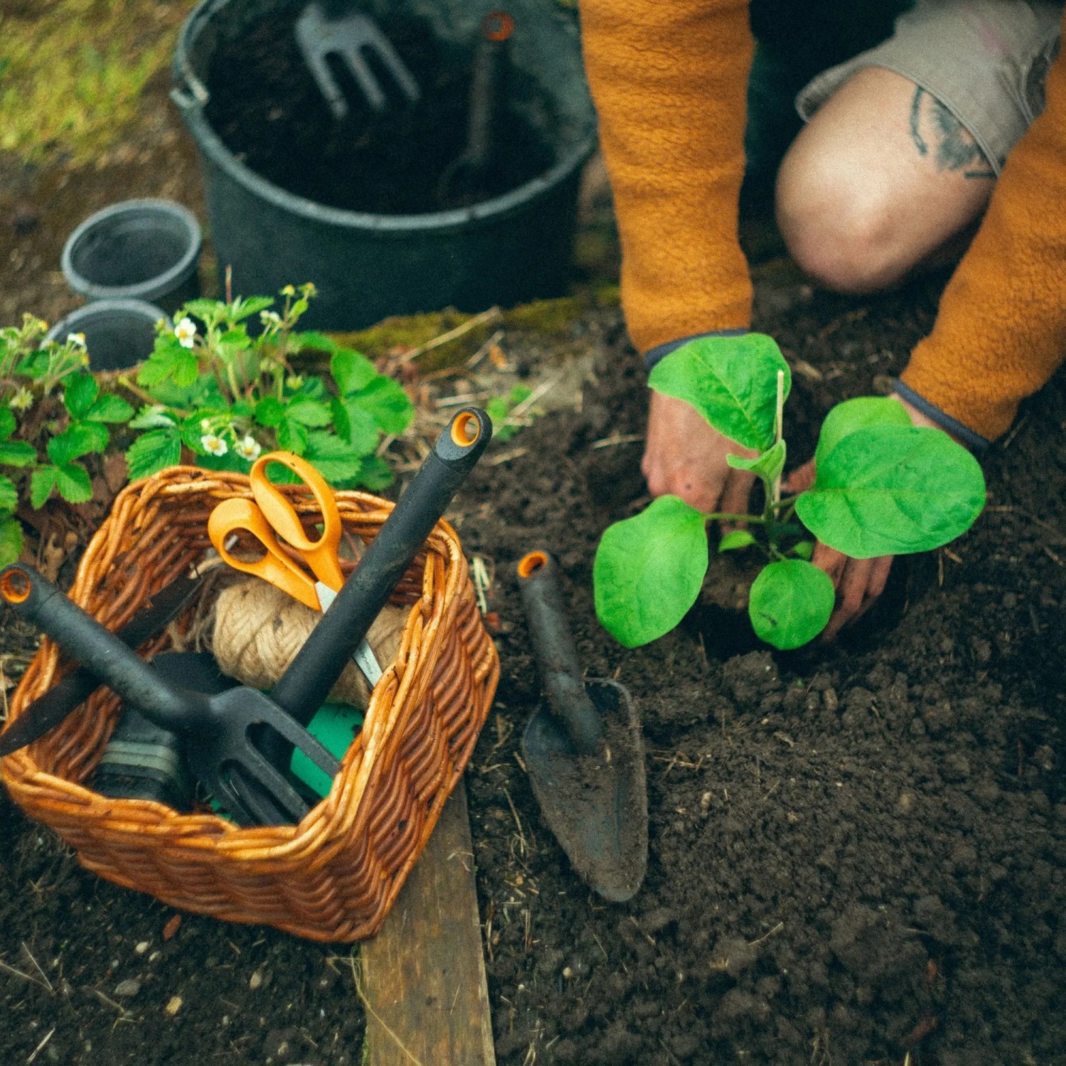 Persona che pianta una piantina con la cazzuola Fiskars. Attrezzi da giardinaggio nel cesto.