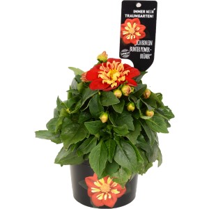 Dalia Traumgarten Goldalia Scarlet in vaso, fiore rosso-giallo. Pianta da aiuola per giardino e balcone.