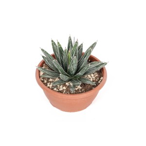 Succulenta t.b.t. verde in vaso marrone. Pianta decorativa.