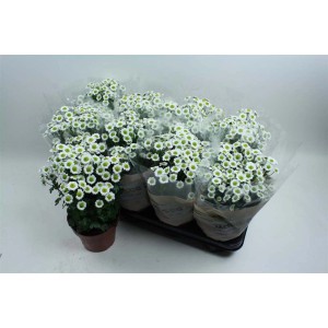 Crisantemi bianchi in vaso, più piante su un vassoio.