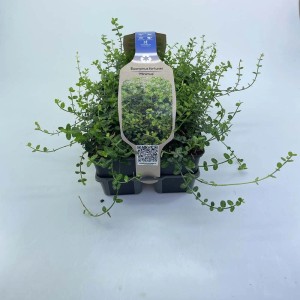 Evonomo t.b.t. in vaso con piccole foglie verdi.