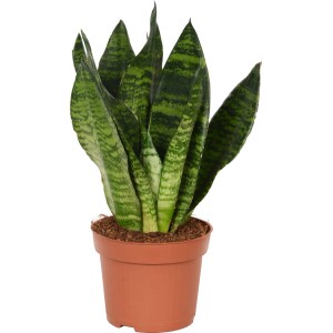 Sansevieria trifasciata in vaso marrone, ca. 12 cm Ø, pianta d'appartamento verde.