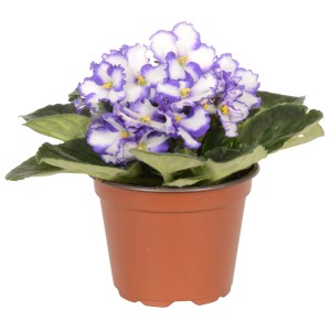 Violetta africana blu e bianca in vaso, pianta da interno con fiori colorati.