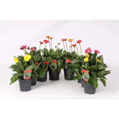 Gerbera Garvinea Cheeky assort. vaso 12 cm