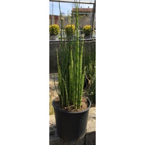 Equiseto 't.b.t.' in vaso, una pianta palustre decorativa sempreverde per il giardino.