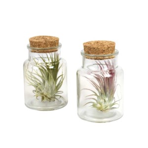 Due Tillandsie in contenitori di vetro con tappi di sughero. Bromeliacee decorative.