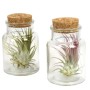 Due Tillandsie in contenitori di vetro con tappi di sughero. Bromeliacee decorative.