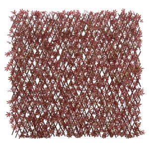 t.b.t. Frangivista con foglie rosse per giardino e balcone.