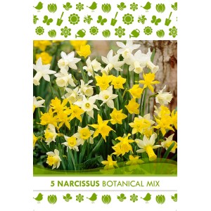 Bulbi da fiore di narciso Botanical in fiore in giallo e bianco.