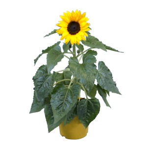 Girasole giallo in vaso (circa 12 cm Ø) come pianta d'appartamento decorativa.