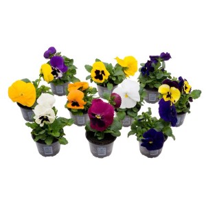 t.b.t. di vari colori in vaso, una selezione di piante fiorite.