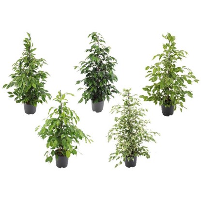 Ficus mix vaso 21 cm