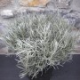 Pianta di curry argentata (Helichrysum italicum), erba aromatica per luoghi soleggiati.